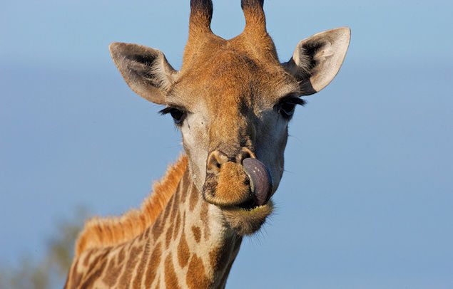 african giraffe