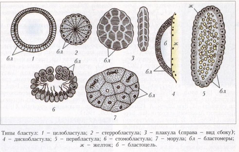 классификация бластул