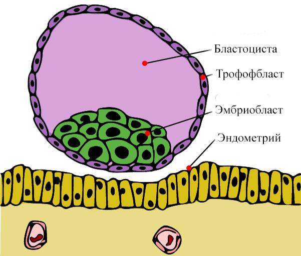 строение блатоцисты