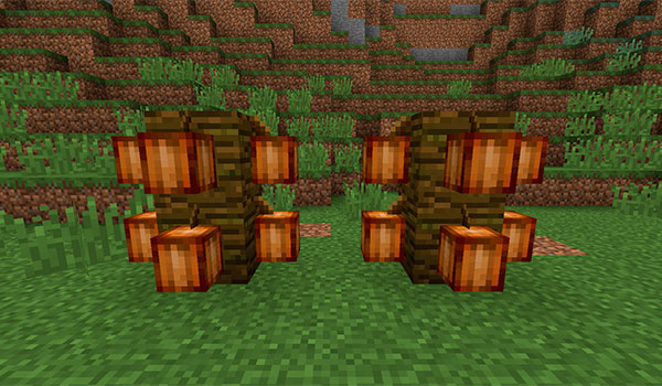 Cocoa beans on blocks