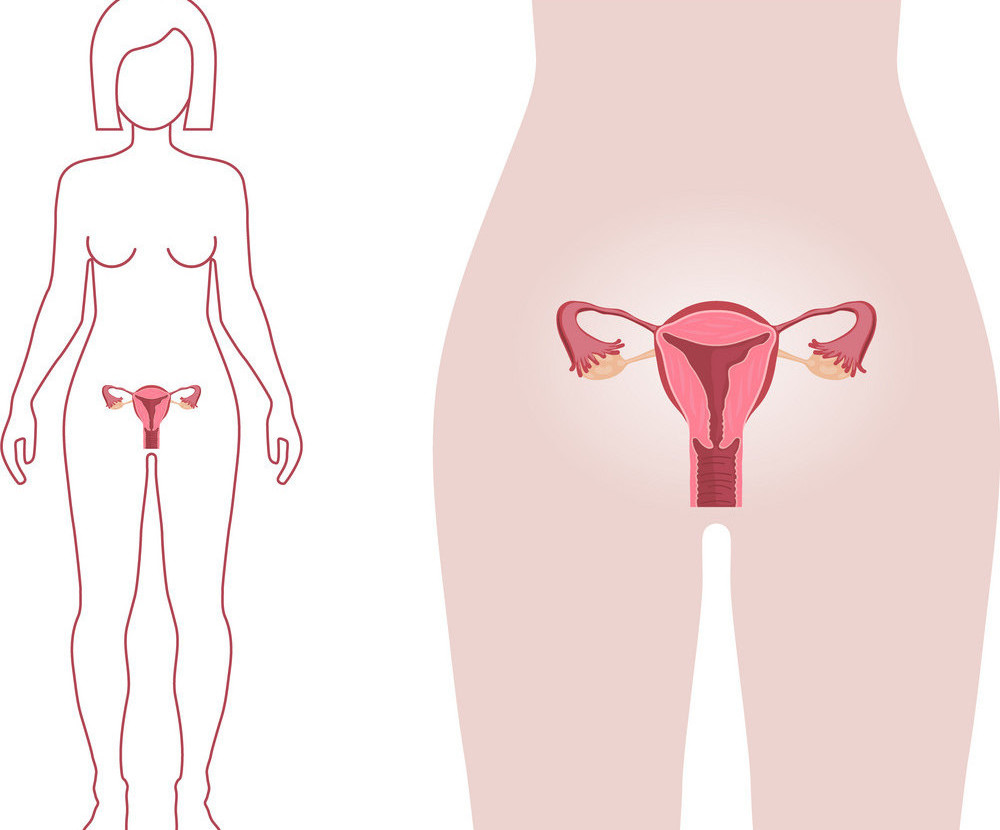 Виды половых органов у женщин