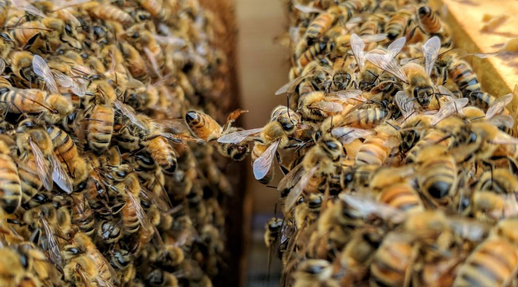 Пчелы за работой
