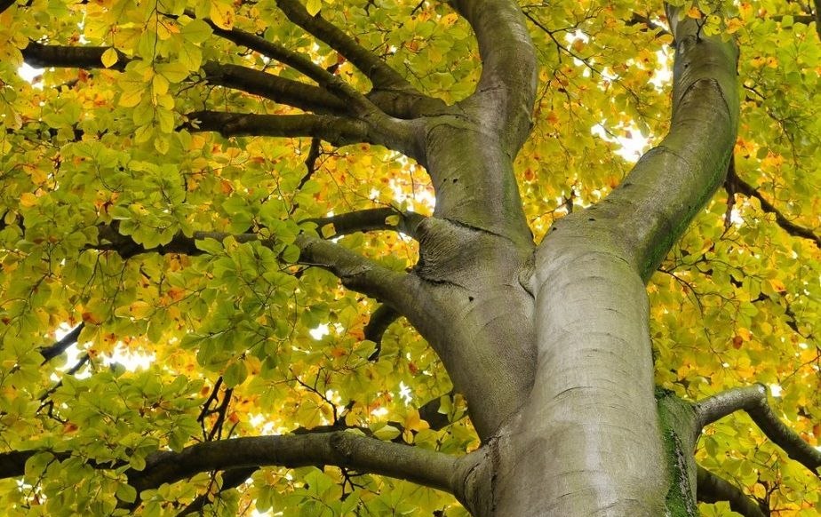 Beech bark