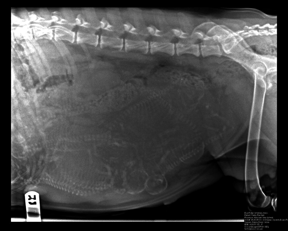 Рентгеновский снимок беременной собаки.