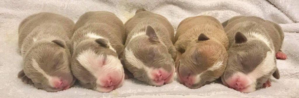 Five newborn puppies lie nearby.