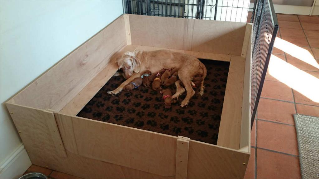 The dog lies in the playpen with his puppies.