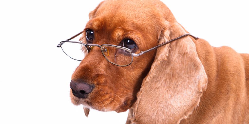 Elderly dog ​​wearing glasses