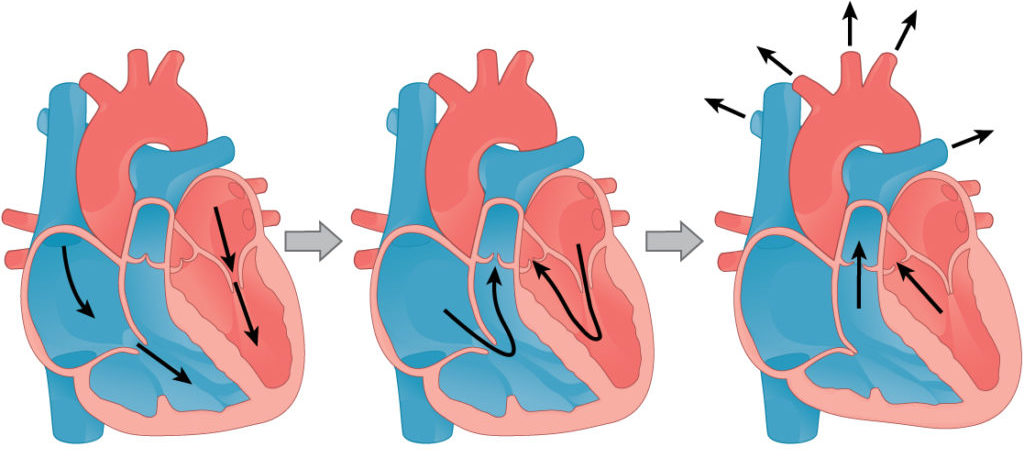 цикл сердечной деятельности