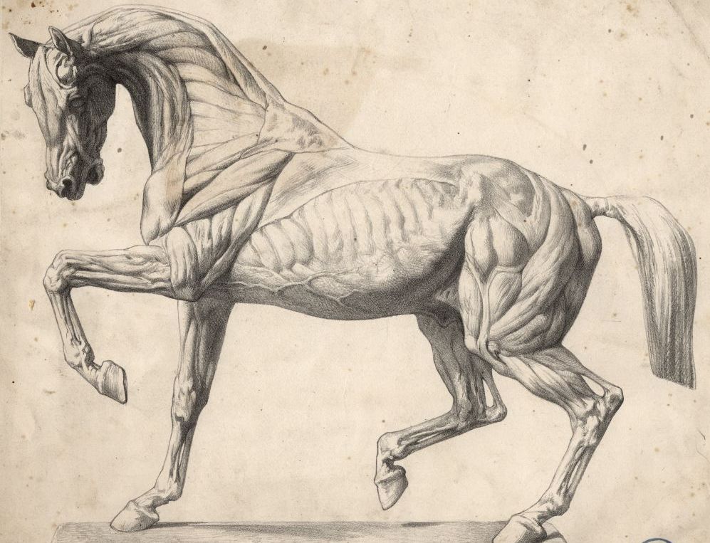 Анатомия лошади.