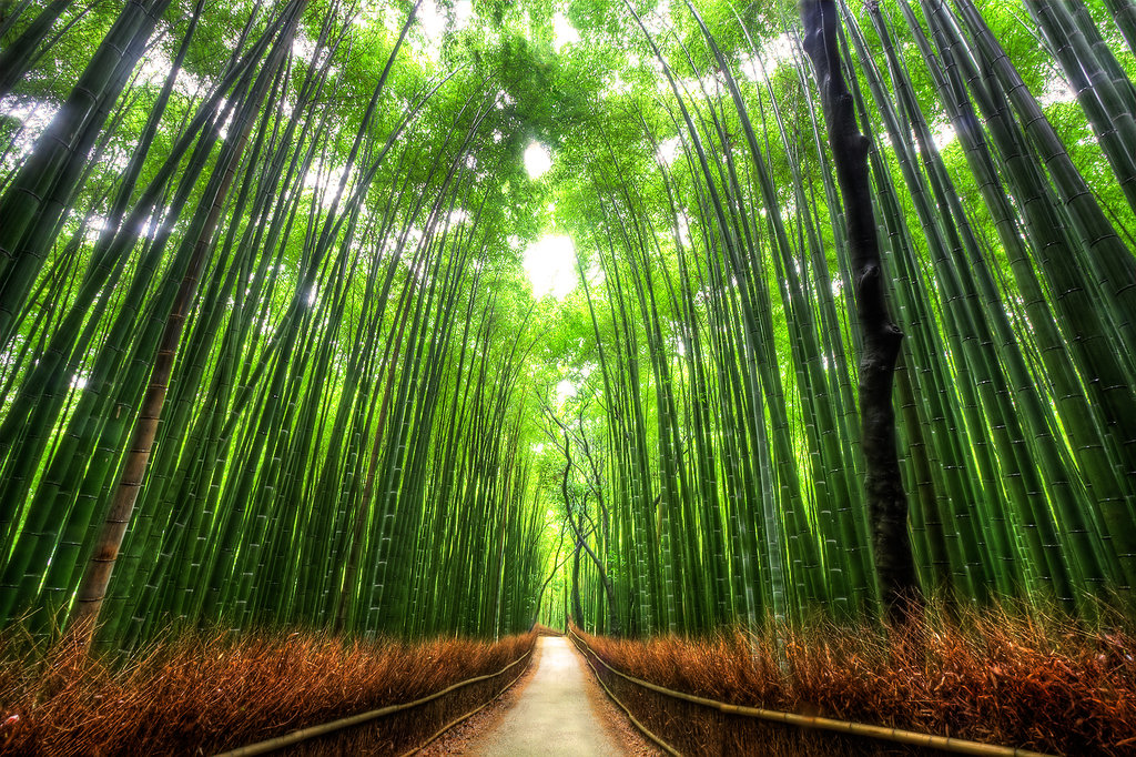 Бамбук - травяное растение.