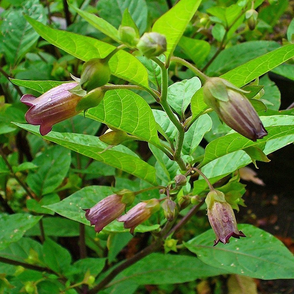 Беладонна растение