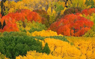 Цвет Листьев Осины Осенью Фото