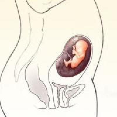Тянет низ живота 15 недель. Плод в 13-14 недель беременности. Плод на 15 неделе беременности. Эмбрион на 15 неделе беременности. Матка на 15 неделе беременности.
