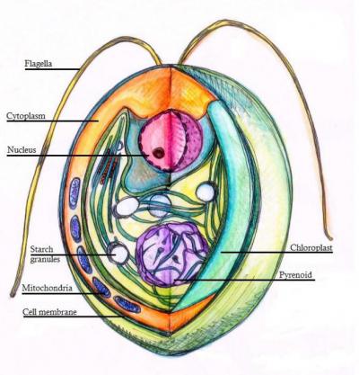 Хламидомонада: строение и особенности, классификация