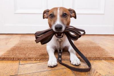 Приучаем щенка к поводку: подробная инструкция. Как приучить щенка к поводку? Полезные советы