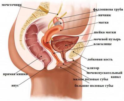 Где Находится Матка У Женщин Фото