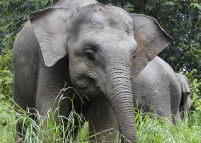 Карликовые слоны борнео, домашний слоник