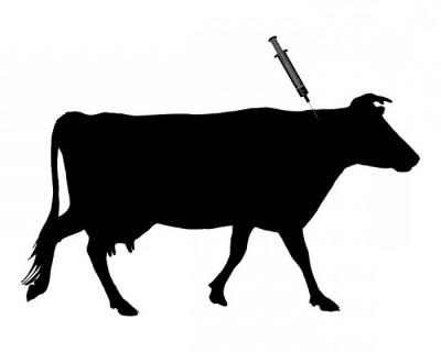 Нодулярный дерматит коров для человека thumbnail