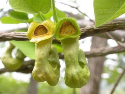 Кирказон ломоносовидный, филейник трава (Aristolochia clematitis)