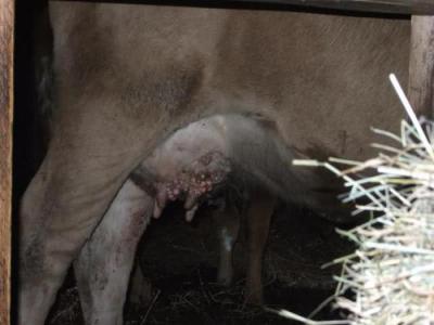 Ветврачи рассказали о профилактике папилломатоза у коров