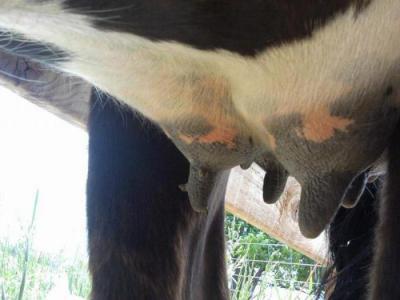 как лечить бородавки у коровы на вымени