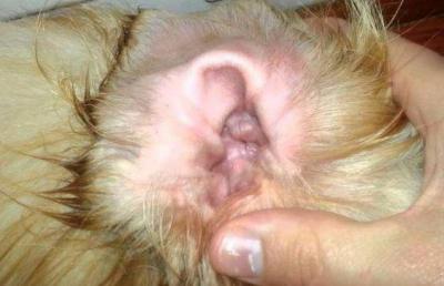 собака чешет уши 
