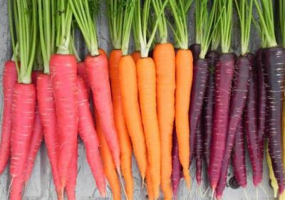 Белая морковь: сорта, вкус, полезные свойства. Почему морковь белая, а неоранжевая? Фиолетовая морковь