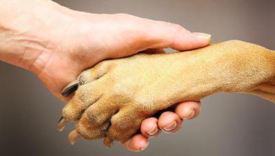 Сколько пальцев у собаки на задних лапах?