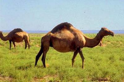 Виды Верблюдов Названия И Фото