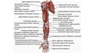 Анатомия мышечного аппарата рук
