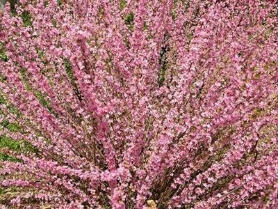 Миндальное дерево розовое облако. Миндаль Розовая пена – посадка и уход за декоративными кустарниками. Луизеания или миндаль трехлопастный