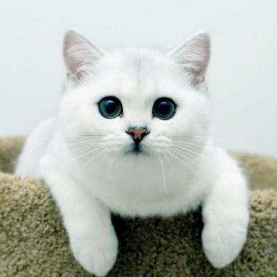 Котята британцы белые - 49 фото