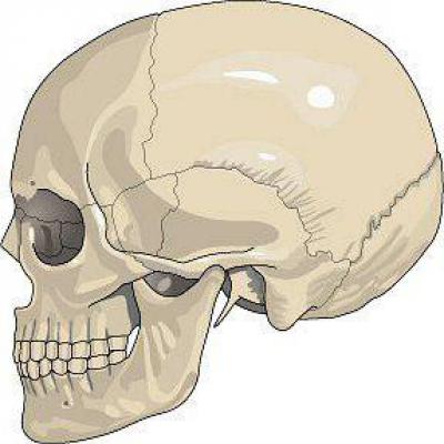 Подвижное соединение в черепе. Неподвижное соединение костей черепа. Кости и швы черепа. Кости черепа соединены неподвижно. Швы между костями черепа.