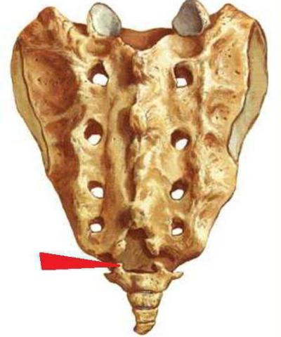 Изображение - Соединение костей неподвижные полуподвижные суставы 1779908