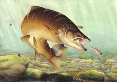 пищеварительная система костных рыб