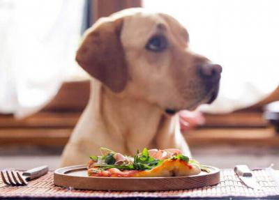Сухой корм или натуральный для собак: чем лучше кормить собаку