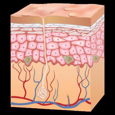 кожа человека под микроскопом