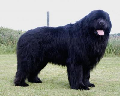 Породы черных собак: список с названиями