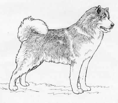 Как нарисовать собаку поэтапно породы джек рассел терьер