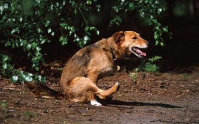 Признаки заражения глистами у собаки