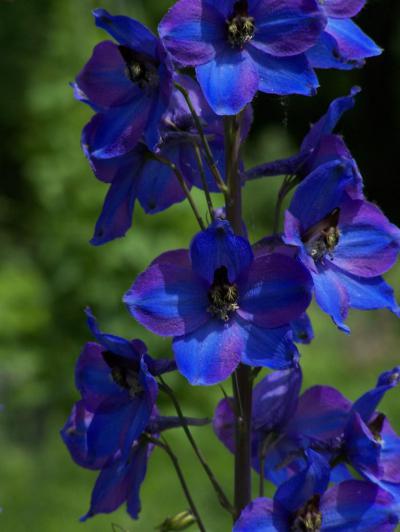 Цветы Синего Цвета Названия И Фото