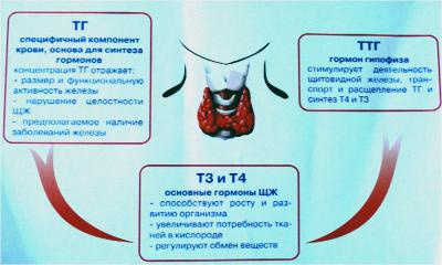 Гормоны щитовидной железы. Тиреокальцитонин. Нарушение функции щитовидной железы