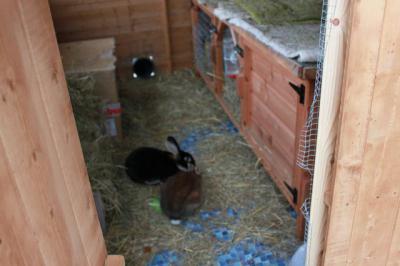 Помещение для кроликов: оптимальный размер и как сделать самостоятельно