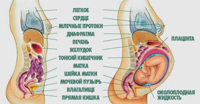 Анатомия Человека Расположение Органов Фото