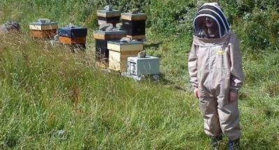 Колодное пчеловодство в сибири — Кемеровская система ухода за пчелами