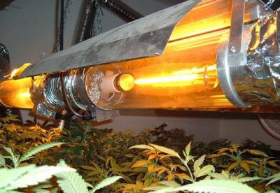 энергосберегающие лампы для выращивания марихуаны