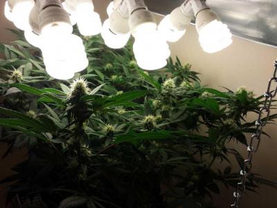 выращивание марихуаны под эсл лампами