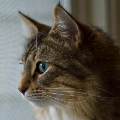 У котенка гноятся глаза: чем лечить в домашних условиях, коричневые выделения из глаз
