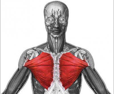 Как накачать верхнюю часть грудных мышц