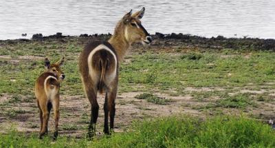 Самая крупная из антилоп 5 букв: обыкновенный водяной козел